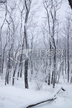 雪景 树林