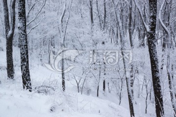 树林 雪景