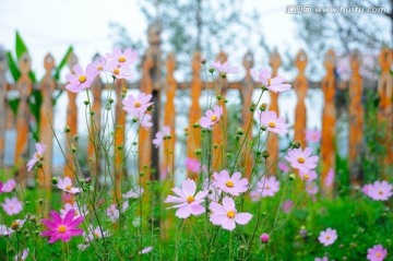 室韦小镇鲜花盛开的民居