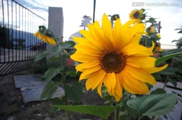 内蒙古小院里的向日葵太阳花