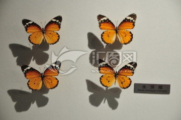 金斑蝶