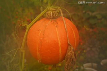 南瓜