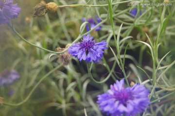 紫色小花