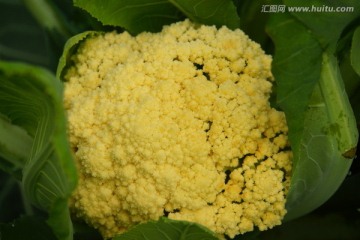花菜