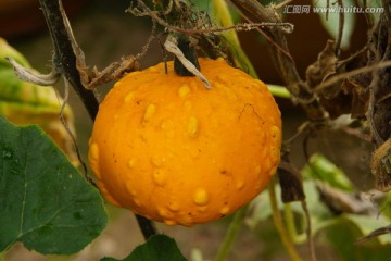 蛤蟆南瓜