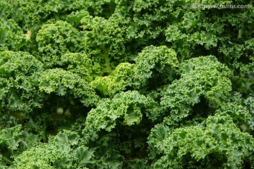 生菜