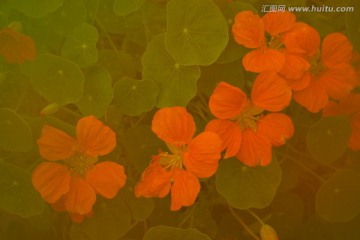 小红花