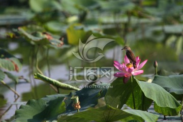荷花 大苇莺