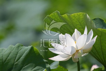 白荷花