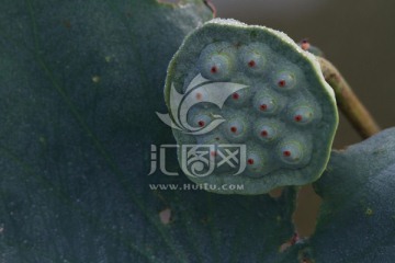 莲蓬