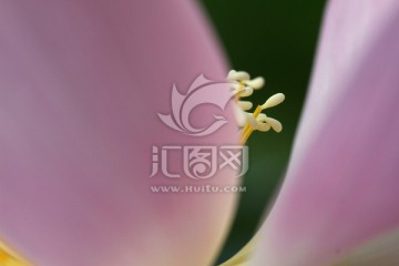 荷花 花蕊
