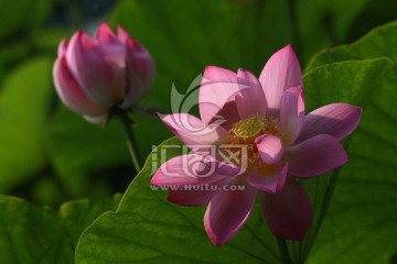 红莲花