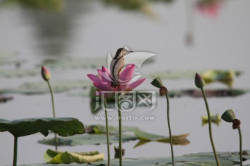 荷塘小鸟