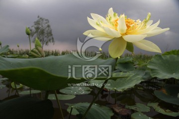 荷花