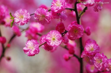 粉红色的榆叶梅