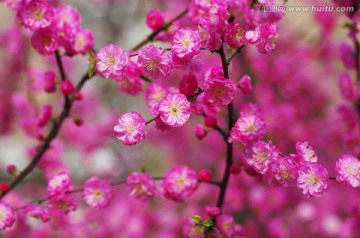 梅花
