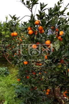 果园 橙子树