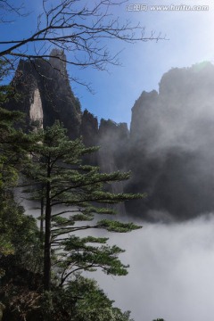 黄山松 竖片 云海苍茫