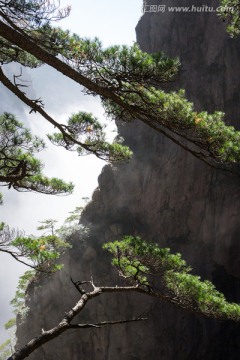 黄山松 竖片 云海苍茫