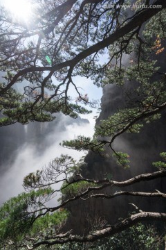 黄山松 竖片 云海苍茫