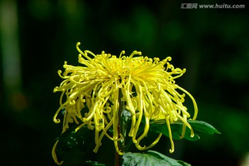 菊花特写