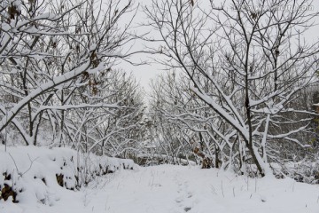 树枝白雪