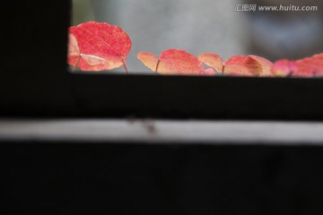 爬山虎