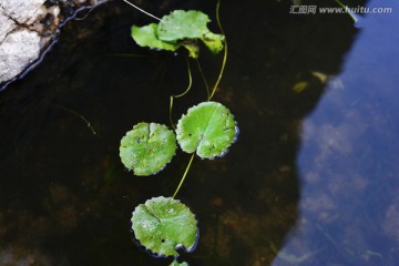 水面上的浮萍特写