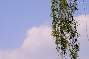 蓝天白云为背景的柳枝
