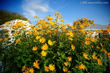 蒙古部落太阳花丛