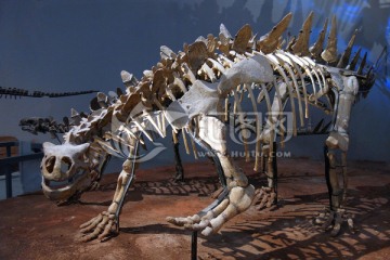 恐龙化石 化石