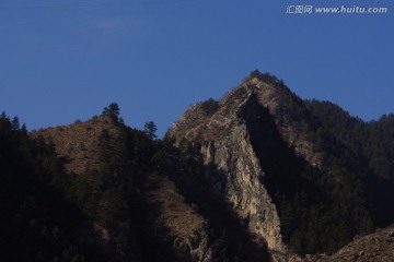 高山松树