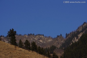 高山松树