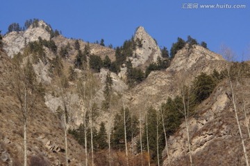 高山松树