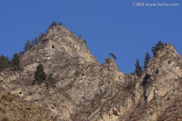 高山松树