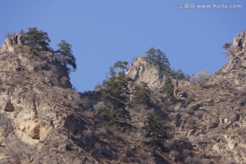 高山松树