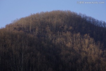 高原森林