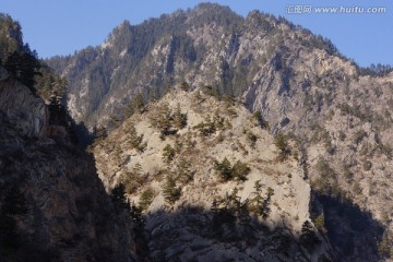 高山松树