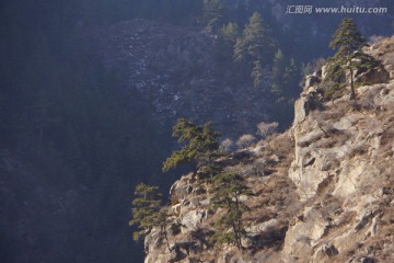 高山松树