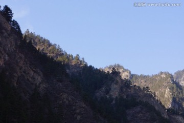 高山松树