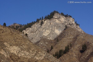 高山松树