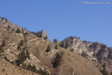 高山松树