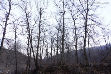 高山榆树