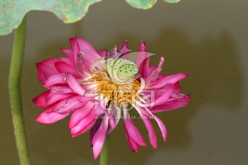 荷花