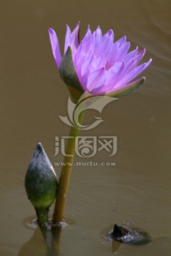 蓝莲花