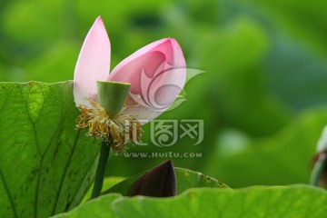 残荷