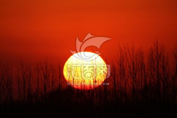 夕阳红