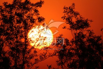 夕阳红
