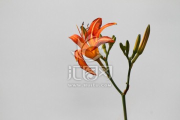 金针菜