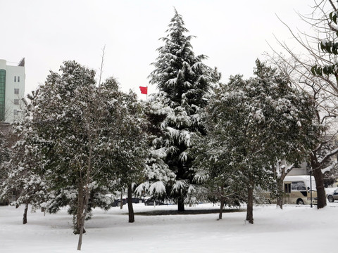 雪景  松树  公园风景